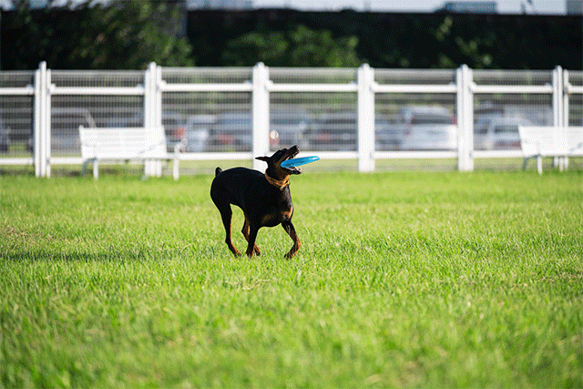 将z7搭配小黑七连拍追焦的照片做成的gif(点击播放).